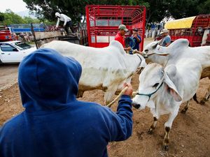 Peternak Terpuruk, Cacing Pemakan Daging Bikin Pasar Lesu