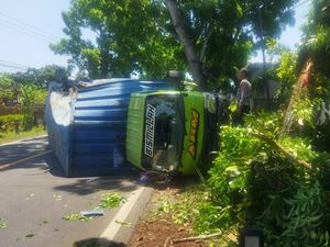 Truk Boks Hantam Pohon di Jalan Denpasar-Gilimanuk gegara Sopir Mengantuk Truk Boks Hantam Pohon di Jalan Denpasar-Gilimanuk gegara Sopir Mengantuk