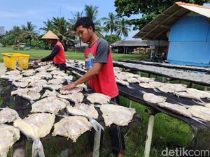 Persiapan Juragan Ikan Jambal di Pangandaran Hadapi Liburan Akhir Tahun Persiapan Juragan Ikan Jambal di Pangandaran Hadapi Liburan Akhir Tahun