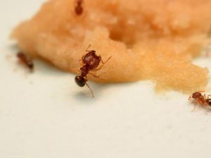 7 Bahan Alami yang Ampuh untuk Usir Semut 7 Bahan Alami yang Ampuh untuk Usir Semut