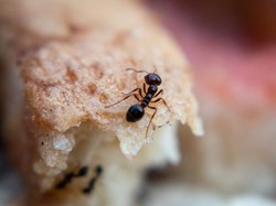 5 Bahan Alami yang Baunya Menyengat, Bikin Semut Tak Berdaya