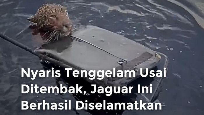 Video: Momen Penyelamatan Jaguar Nyaris Tenggelam Seusai Ditembak