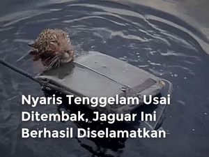 Detik-detik Penyelamatan Jaguar yang Nyaris Tenggelam Usai Ditembak