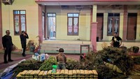 Pria di Bireuen Ditangkap Polisi Lagi Panen Ganja di Lahan Seluas 2 Hektare