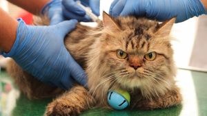 Ratusan Hewan Peliharaan Jalani Suntik Vaksin Rabies Gratis