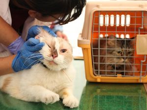 Video: Jenis-jenis Vaksin Kucing dan Jadwal Pemberiannya