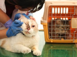 Video: Jenis-jenis Vaksin Kucing dan Jadwal Pemberiannya