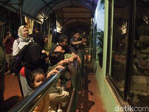 Antusiasme Tinggi Warga Saat TM Ragunan Perdana Buka Malam Hari Antusiasme Tinggi Warga Saat TM Ragunan Perdana Buka Malam Hari