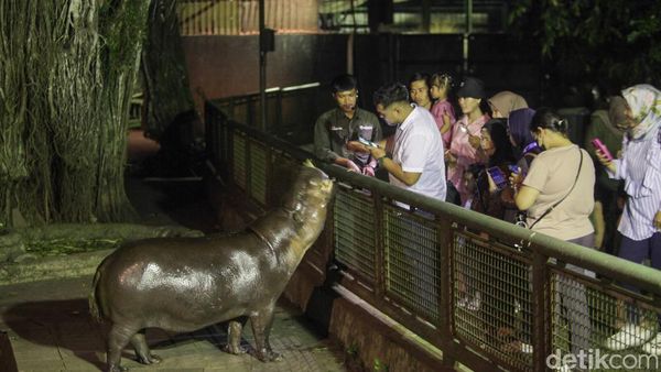 Sensasi Baru Wisata Malam di Taman Margasatwa Ragunan