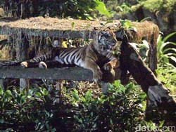 Ragunan Tepis Isu Harimau Kurus gegara Pakan Dibawa Pulang: Fitnah