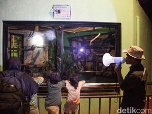 Saran dari DPRD Setelah Ragunan Zoo Buka Malam Minggu dari Lampu Sampai Toilet Saran dari DPRD Setelah Ragunan Zoo Buka Malam Minggu dari Lampu Sampai Toilet
