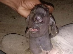 Penampakan Ngeri Kambing Bermata Satu yang Dianggap Mirip Dajjal