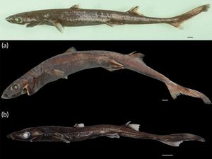 Wow! Ada Hiu Kecil yang Bercahaya di Laut Dalam