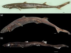 Wow! Ada Hiu Kecil yang Bercahaya di Laut Dalam Wow! Ada Hiu Kecil yang Bercahaya di Laut Dalam