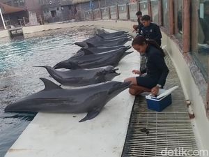 Video Marine Safari Bali: Tempat Healing Sekaligus Belajar Video Marine Safari Bali: Tempat Healing Sekaligus Belajar