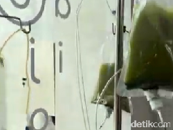 Viral Minuman Matcha Infus di Bali, Pihak Kafe Buka Suara