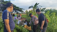 Mayat Perempuan Tanpa Baju Ditemukan di Irigasi Sawah Sidoarjo