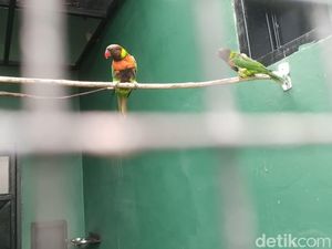 Kisah Perkici Dada Merah: dari Inggris Kembali ke Habitat Aslinya di Bali Kisah Perkici Dada Merah: dari Inggris Kembali ke Habitat Aslinya di Bali