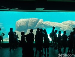 Edukasi Sekaligus Konservasi di Destinasi Wisata Baru, Marine Safari Bali