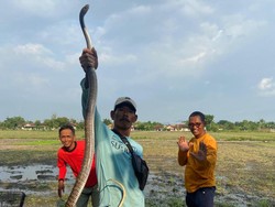 Mak Tratap! Ular Jali 2,3 Meter Nongol di Kamar Mandi Warga Klaten