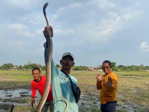 Mak Tratap! Ular Jali 2,3 Meter Nongol di Kamar Mandi Warga Klaten Mak Tratap! Ular Jali 2,3 Meter Nongol di Kamar Mandi Warga Klaten