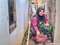 Warga Baleendah Kaget, Pekarangan Rumahnya Ditumbuhi Bunga Bangkai