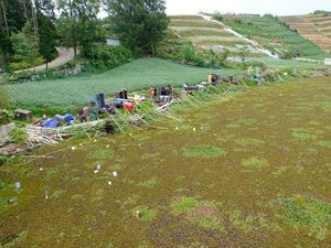 Eceng Gondok Serbu Telaga Merdada, Petani Dieng Kesulitan Air Eceng Gondok Serbu Telaga Merdada, Petani Dieng Kesulitan Air