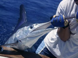 Hati-Hati! 15 Ikan Laut Ini Ternyata Bisa Mengandung Merkuri Tinggi