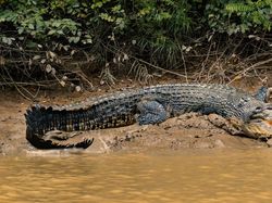 Video Buaya Si Undan Mati, Perutnya Isi Tombak hingga Kaca TV