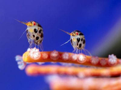 Karya Memukau Pemenang Kompetisi Foto Laut 2025, Ada di Indonesia