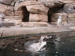 Mengintip Uniknya Penguin yang Hidup Tanpa Cuaca Dingin