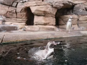 Mengintip Uniknya Penguin yang Hidup Tanpa Cuaca Dingin Mengintip Uniknya Penguin yang Hidup Tanpa Cuaca Dingin