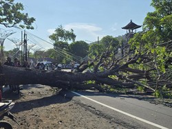Pohon Tumbang di Perbatasan Karangasem-Klungkung, Lalu Lintas Macet 2 Km