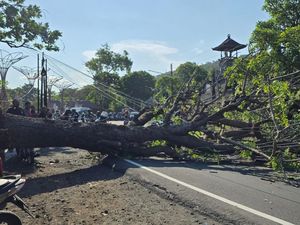 Pohon Tumbang di Perbatasan Karangasem-Klungkung, Lalu Lintas Macet 2 Km Pohon Tumbang di Perbatasan Karangasem-Klungkung, Lalu Lintas Macet 2 Km