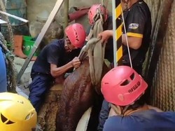 Damkar Evakuasi Pedet Nyemplung Sumur 7 Meter di Kulon Progo