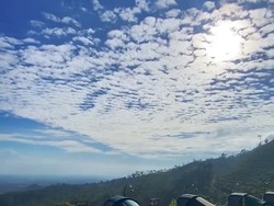 Kebun Teh Jamus Ngawi, Pesona Hijau di Lereng Gunung Lawu Kebun Teh Jamus Ngawi, Pesona Hijau di Lereng Gunung Lawu