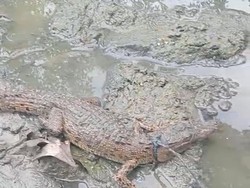 Cuma Pakai Tali, Sekdes Jadi Viral Usai Tangkap Buaya di Muara Air Inggris