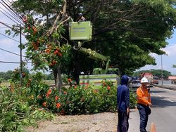 Antisipasi Cuaca Ekstrem, Pemkab Lamongan Rutin Pangkas Pohon Rawan Tumbang