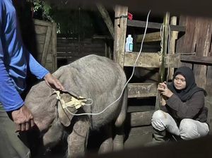 Setahun Dirawat Usai Terseret Arus Sungai, Anak Gajah Liar di Aceh Mati Setahun Dirawat Usai Terseret Arus Sungai, Anak Gajah Liar di Aceh Mati