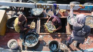 Harga Ikan Tak Menentu, Nelayan Desak Pemerintah Bentuk Bulog Ikan
