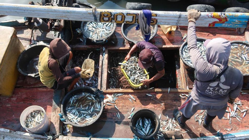 Harga Ikan Tak Menentu, Nelayan Desak Pemerintah Bentuk Bulog Ikan Harga Ikan Tak Menentu, Nelayan Desak Pemerintah Bentuk Bulog Ikan