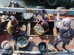 Gegara Perubahan Iklim, Ilmuwan Prediksi Stok Ikan Dunia Makin Menipis