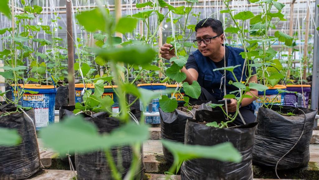 Potret Pertanian Terpadu Ubah Pekarangan Jadi Lumbung Pangan Potret Pertanian Terpadu Ubah Pekarangan Jadi Lumbung Pangan