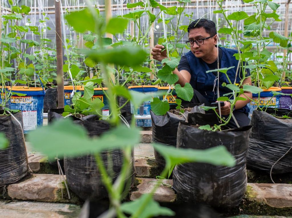 Potret Pertanian Terpadu Ubah Pekarangan Jadi Lumbung Pangan Potret Pertanian Terpadu Ubah Pekarangan Jadi Lumbung Pangan