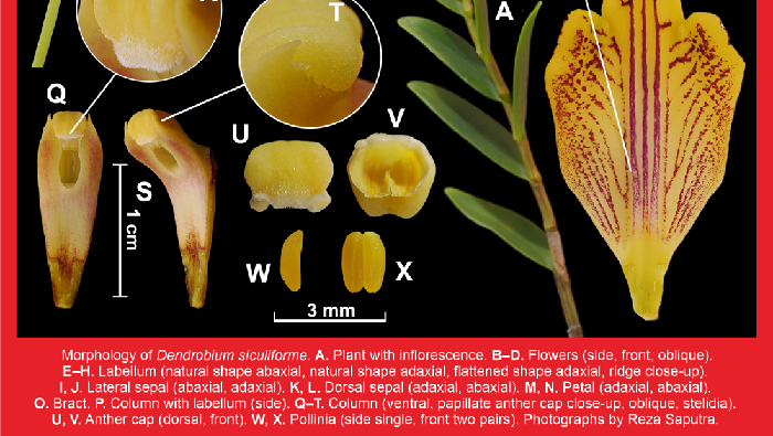 Keajaiban Raja Ampat, Penemuan Anggrek Langka di Tengah Hutan yang Terancam