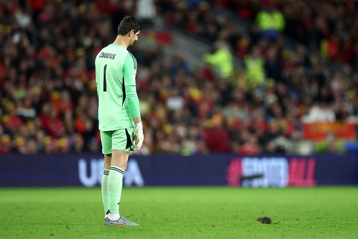 Thibaut Courtois CARDIFF, WALES - OCTOBER 13: Thibaut Courtois of Belgium looks on as a rat runs across the pitch during the Group J FIFA World Cup 2026 qualifier match between Wales and Belgium at Cardiff City Stadium on October 13, 2025 in Cardiff, Wales. (Photo by Dan Istitene/Getty Images)