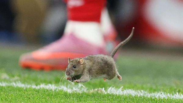 Tikus Ganggu Wales Vs Belgia, Courtois pun Tak Bisa Menangkapnya