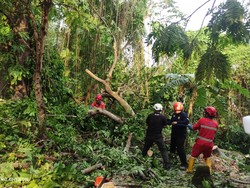 Hujan Angin di Sleman, Pohon Tumbang Tutup Jalan-Timpa Jaringan Listrik
