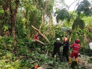 Hujan Angin di Sleman, Pohon Tumbang Tutup Jalan-Timpa Jaringan Listrik Hujan Angin di Sleman, Pohon Tumbang Tutup Jalan-Timpa Jaringan Listrik