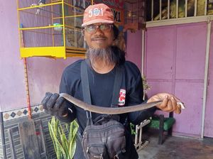 Kepergok Lagi Mangsa 2 Tikus, Kobra Jawa Dievakuasi di Plosowangi Klaten Kepergok Lagi Mangsa 2 Tikus, Kobra Jawa Dievakuasi di Plosowangi Klaten